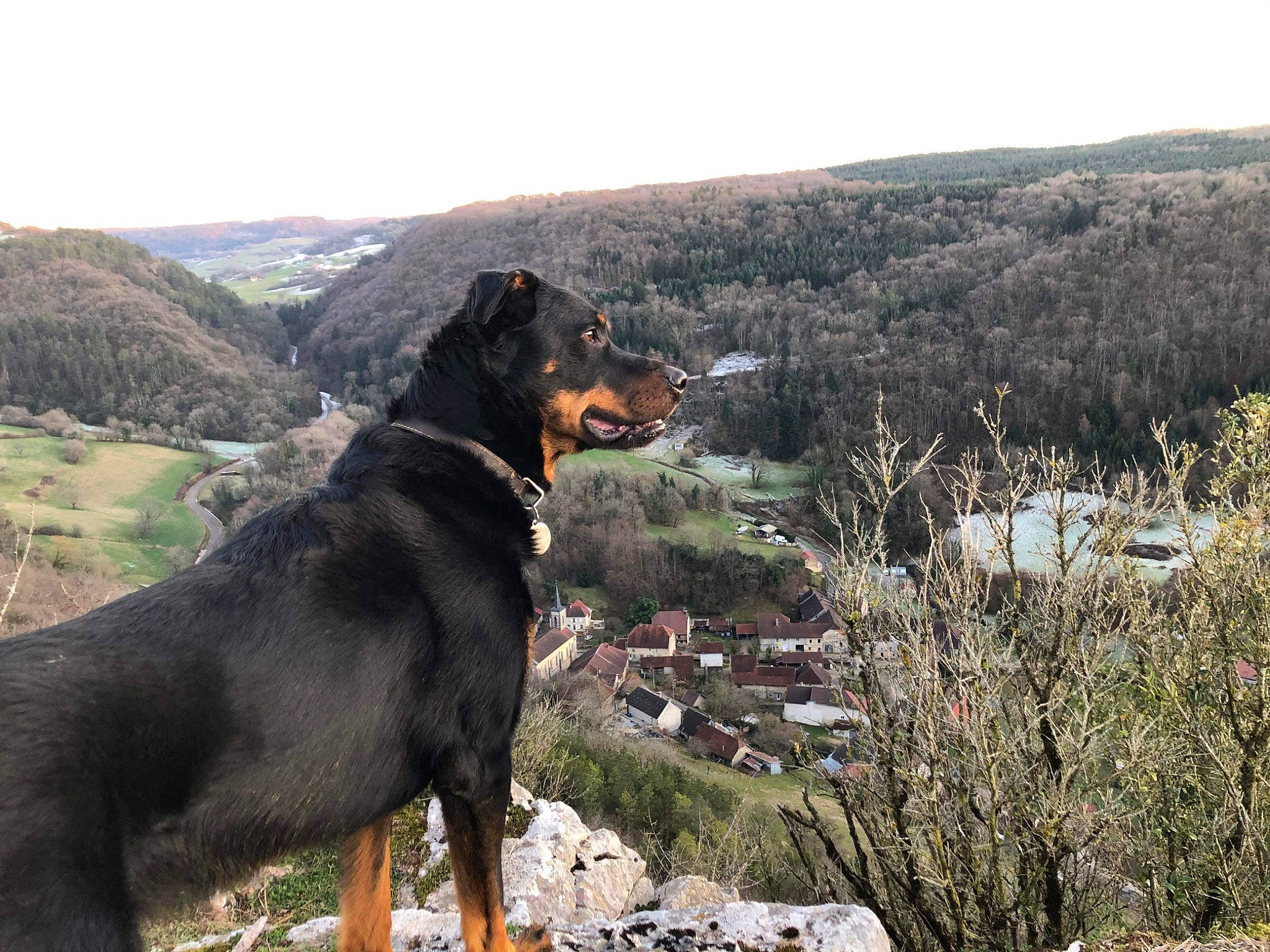 Tigrou participe au concours pour gagner de l'argent avec cette photo : adventure, canidae, carnivore, collar, dog, dog_breed, dog_collar, dog_hiking, hill, landscape, mountain, plant, rock, rottweiler, sky, smile, sporting_group, tree, working_animal, working_dog