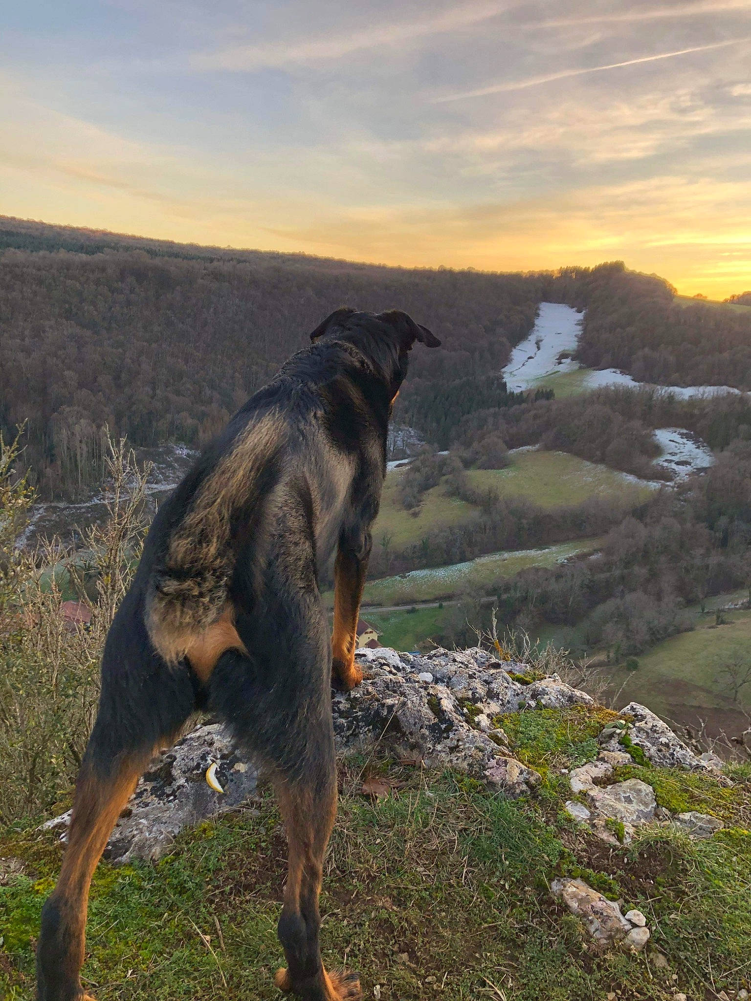 Tigrou participe au concours pour gagner de l'argent avec cette photo : canidae, carnivore, cloud, dog_breed, fawn, grass, grassland, hill, landscape, mountain, natural_landscape, pasture, plant, prairie, sky, sporting_group, steppe, tail, terrestrial_animal, wildlife