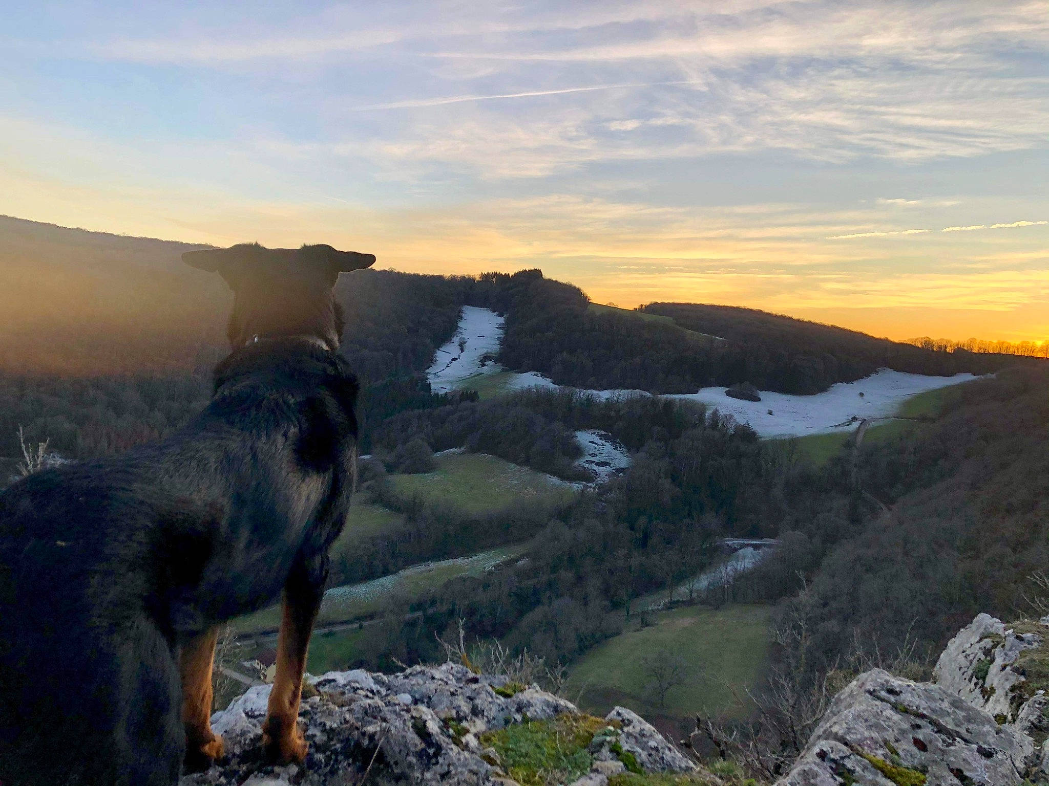 Tigrou a rejoint le concours — aidez-le/la à gagner de superbes lots ! calm, carnivore, cloud, dog_breed, fawn, grass, grassland, highland, hill, landscape, mountain, mountain_range, mountainous_landforms, natural_landscape, plant, sky, sporting_group, sunrise, sunset, working_animal