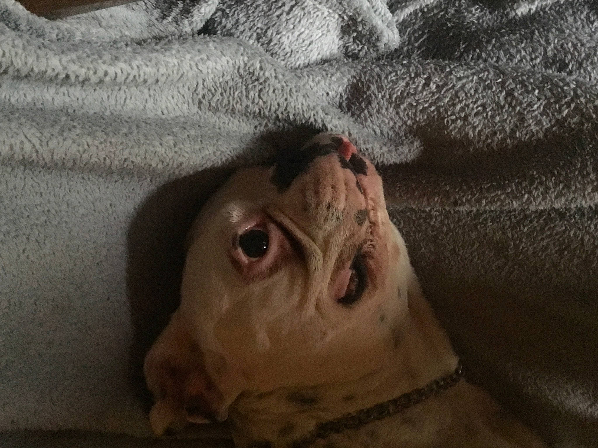 Jacks participe au concours pour gagner de l'argent avec cette photo : bulldog, canidae, carnivore, companion_dog, dog_breed, eye, fawn, felidae, fur, grey, jaw, small_to_medium_sized_cats, snout, sporting_group, terrestrial_animal, toy, whiskers, wildlife, wood, wrinkle