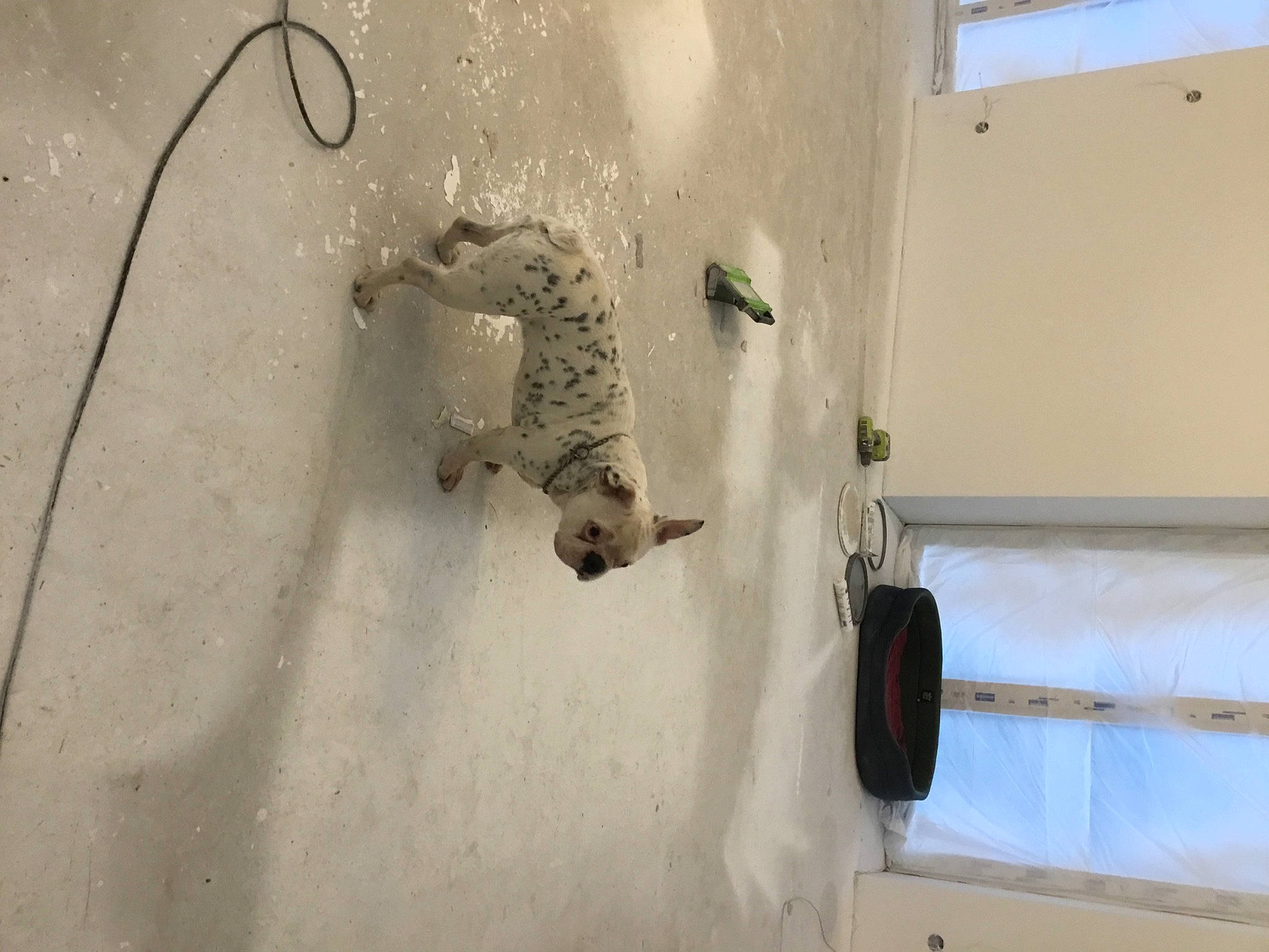 Jacks participe au concours pour gagner de l'argent avec cette photo : building, ceiling, cement, concrete, door, electrical_wiring, hardwood, house_gecko, plaster, recreation, room, shadow, tail, winter, wire, wood