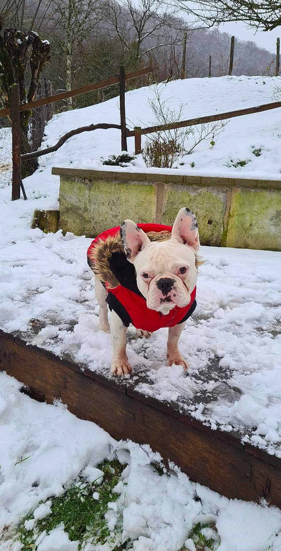 Jacks a rejoint le concours — aidez-le/la à gagner de superbes lots ! carnivore, collar, companion_dog, dog, dog_breed, dog_clothes, dog_collar, dog_supply, freezing, fur, grass, plant, precipitation, snow, sporting_group, tail, toy_dog, tree, winter, working_animal