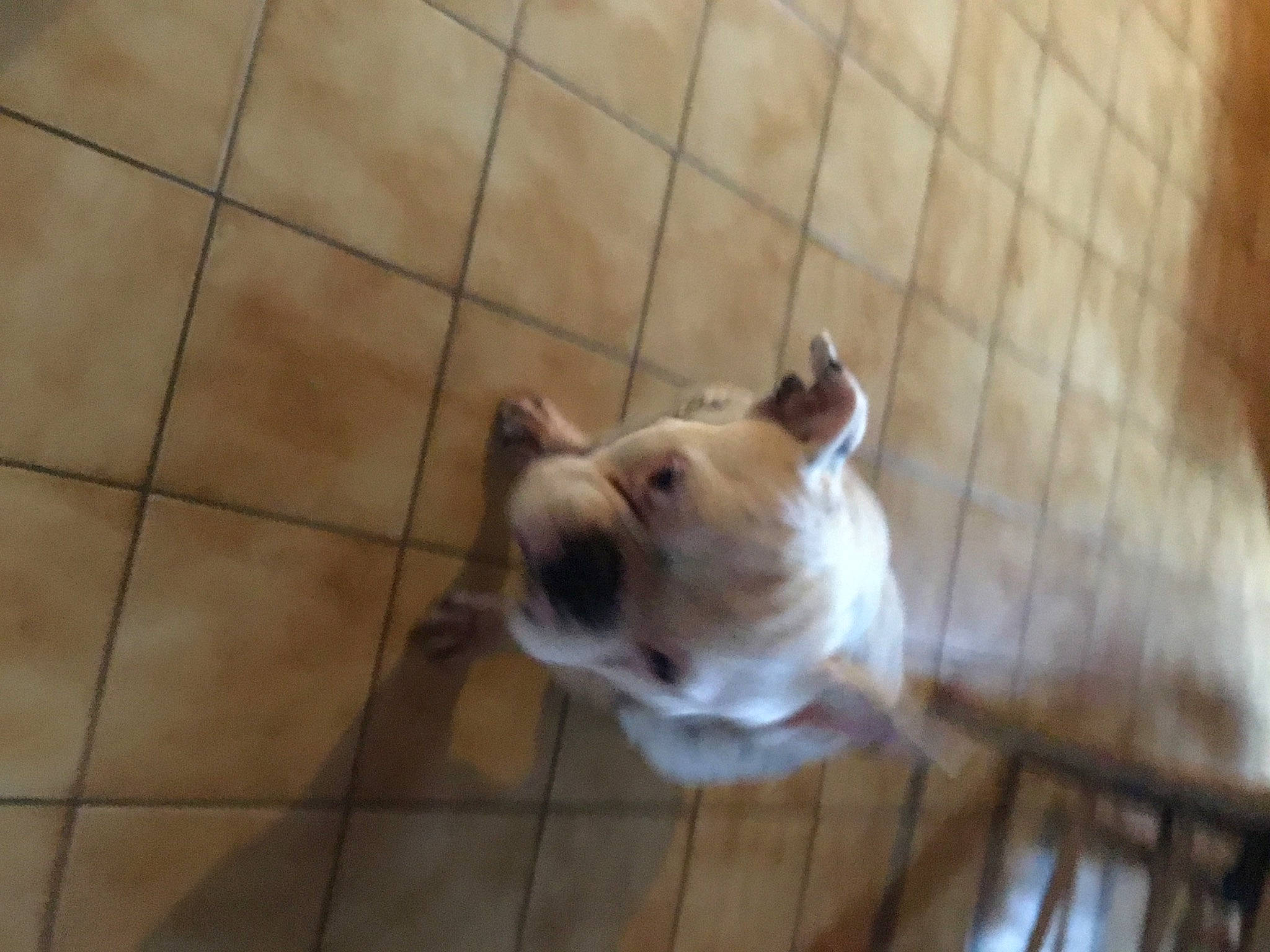 Jacks participe au concours pour gagner de l'argent avec cette photo : canidae, carnivore, companion_dog, dog, dog_breed, floor, flooring, hardwood, non_sporting_group, pet_supply, sporting_group, tail, terrestrial_animal, tile, tile_flooring, toy_dog, whiskers, wood, working_animal