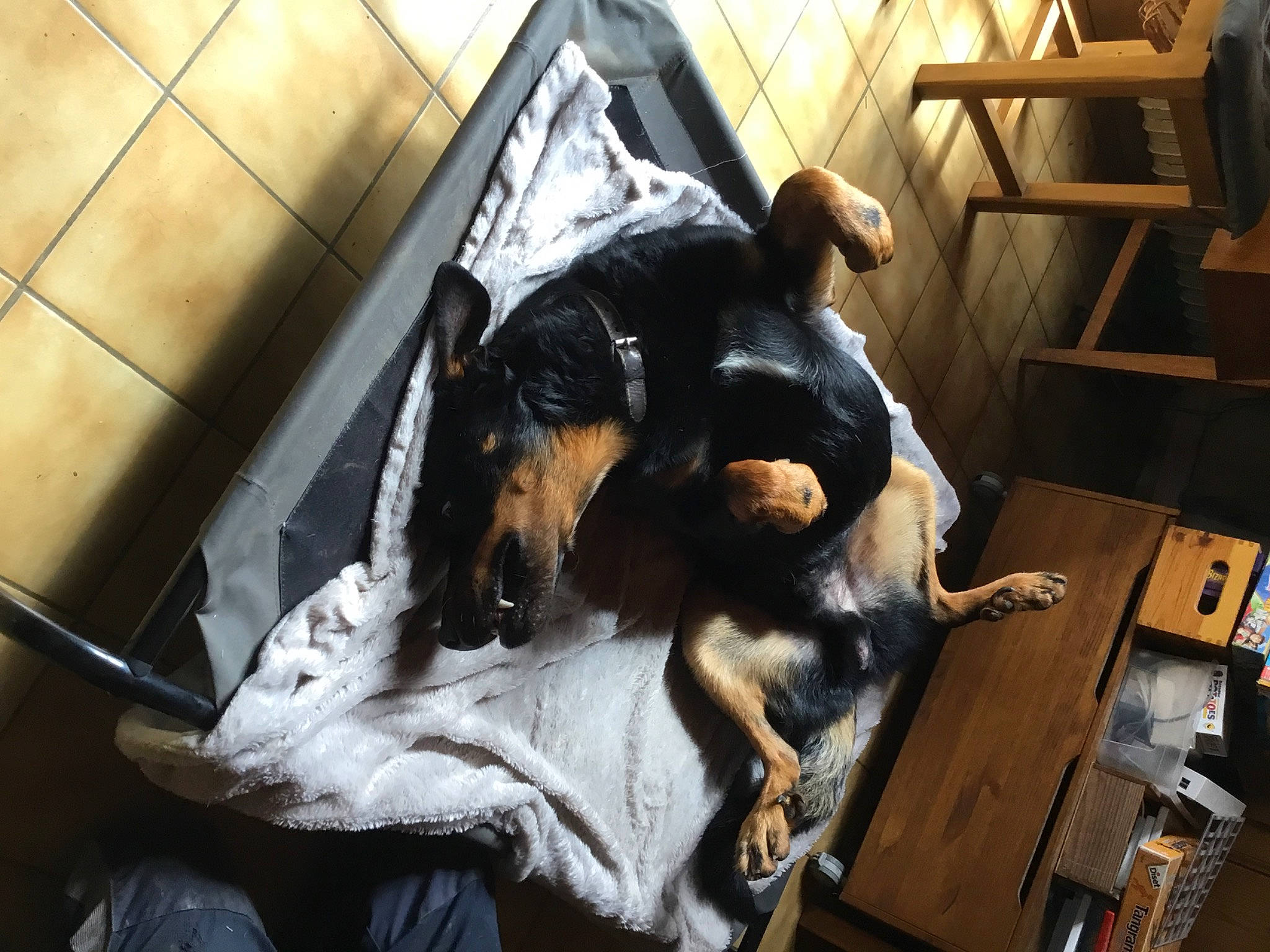 Titus a rejoint le concours — aidez-le/la à gagner de superbes lots ! canidae, carnivore, comfort, companion_dog, dobermann, dog, dog_breed, fawn, fur, guard_dog, metal, montenegrin_mountain_hound, pinscher, prazsky_krysarik, sporting_group, toy_dog, working_animal, working_dog