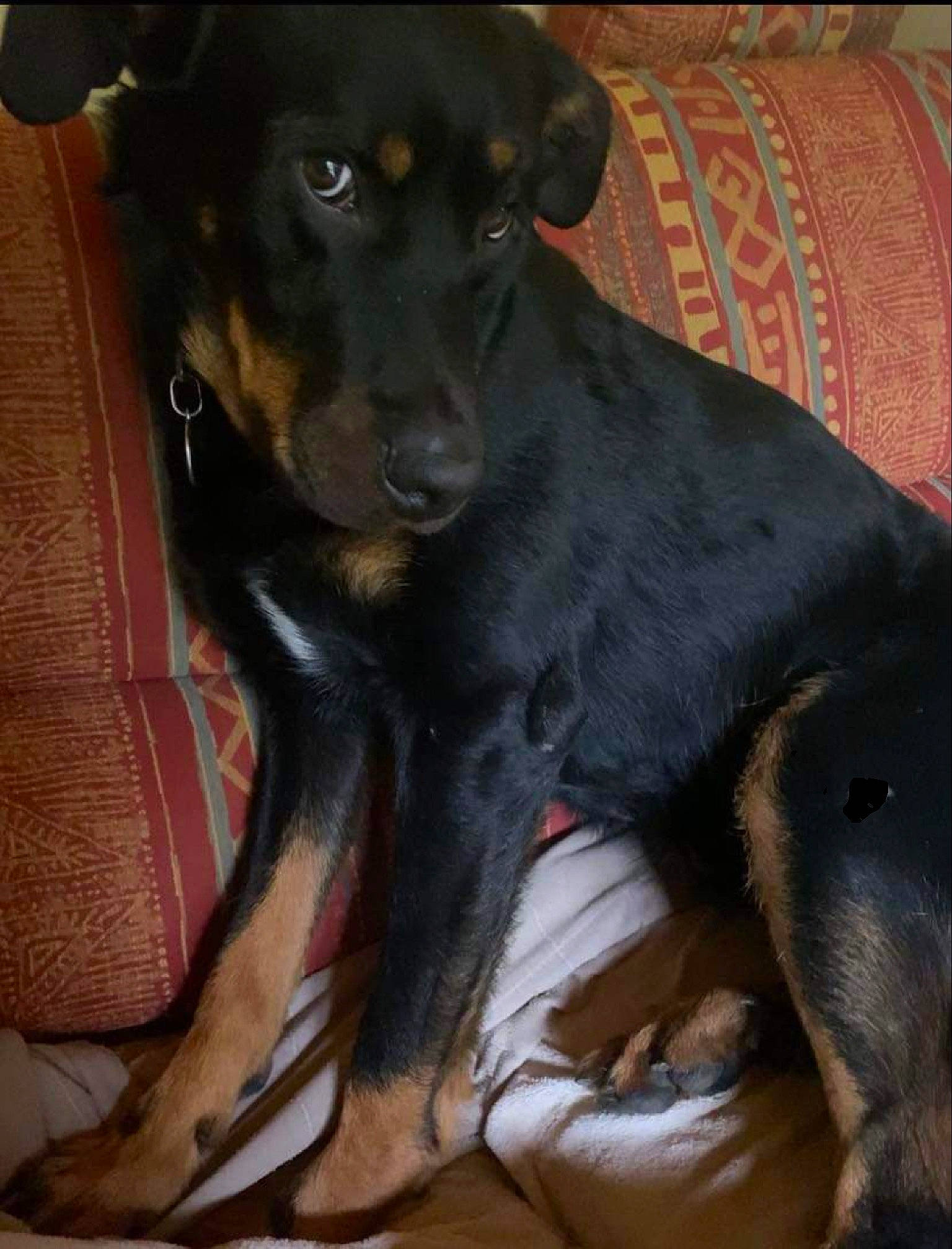 Jackson participe au concours pour gagner de l'argent avec cette photo : borador, canidae, carnivore, comfort, companion_dog, dog, dog_breed, fawn, guard_dog, hunting_dog, liver, pinscher, snout, sporting_group, terrestrial_animal, toy_dog, whiskers, working_animal, working_dog