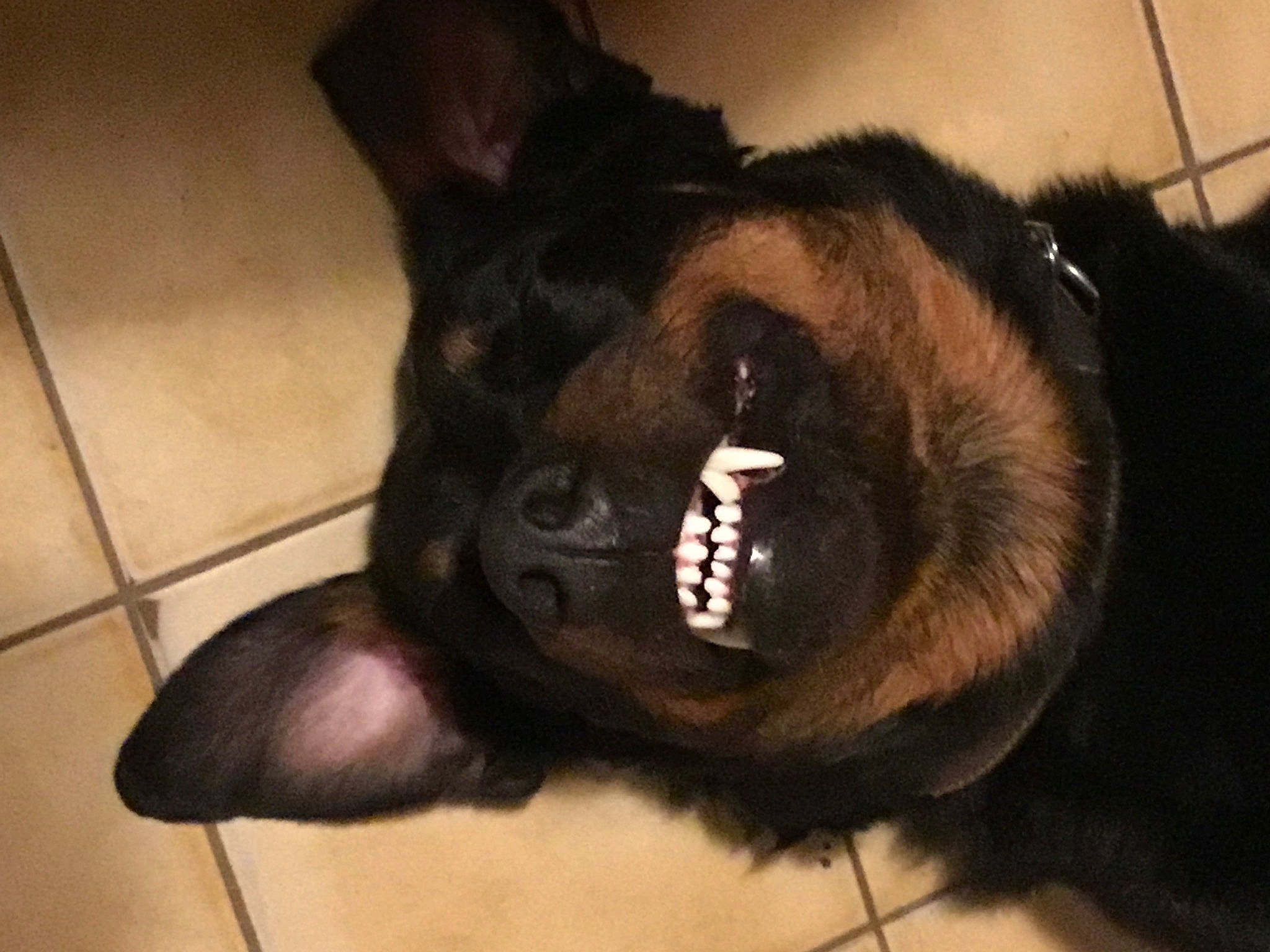 Jackson participe au concours pour gagner de l'argent avec cette photo : bat, canidae, carnivore, companion_dog, dog, dog_breed, ear, eyewear, facial_hair, fawn, felidae, fur, liver, personal_protective_equipment, sporting_group, tail, terrestrial_animal, toy_dog, whiskers, working_animal