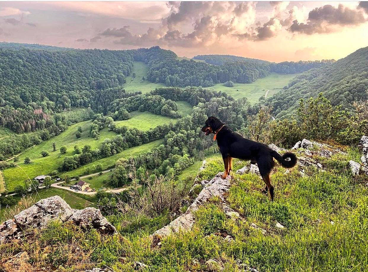 Bébé participe au concours pour gagner de l'argent avec cette photo : carnivore, cloud, dog, dog_breed, ecoregion, fawn, grass, grassland, highland, hill, landscape, meadow, mountain, mountainous_landforms, natural_landscape, plant, rural_area, sky, slope, working_animal