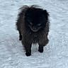 dog, black_dog, snow, outdoor, winter, fluffy, pet, animal, snowflakes, cold, fur, canine, walking, nature, winter_climate, mammal, standing, cute, small_dog, curious