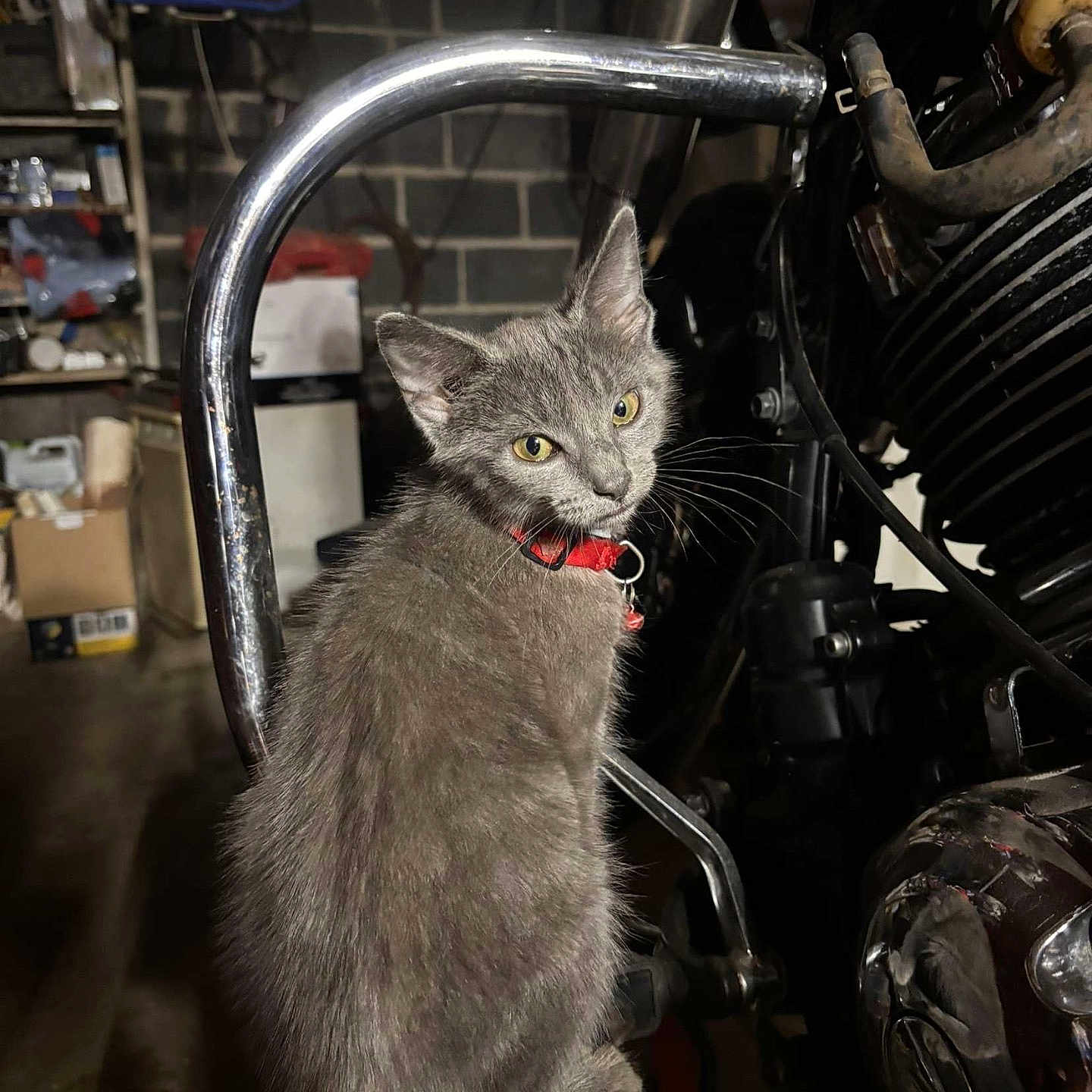 Smokey is registered to the contest to win money with this photo: abyssinian, alloywheel, animal, architecture, building, car, carwheel, cat, factory, indoors, kitten, machine, manx, motorcycle, pet, spoke, tire, transportation, vehicle, wheel