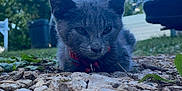 alloywheel, animal, car, carwheel, cat, grass, gravel, kitten, machine, pet, plant, road, rock, rubble, soil, spoke, tire, transportation, vehicle, wheel