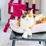 Zouka a rejoint le concours — aidez-le/la à gagner de superbes lots ! cat, calico_cat, feline, pet, cushion, table, indoor, cat_tree, purple_cat_tree, floor, tile_floor, relaxed, looking_at_camera, fur, whiskers, animal, household, domestic, resting, comfortable