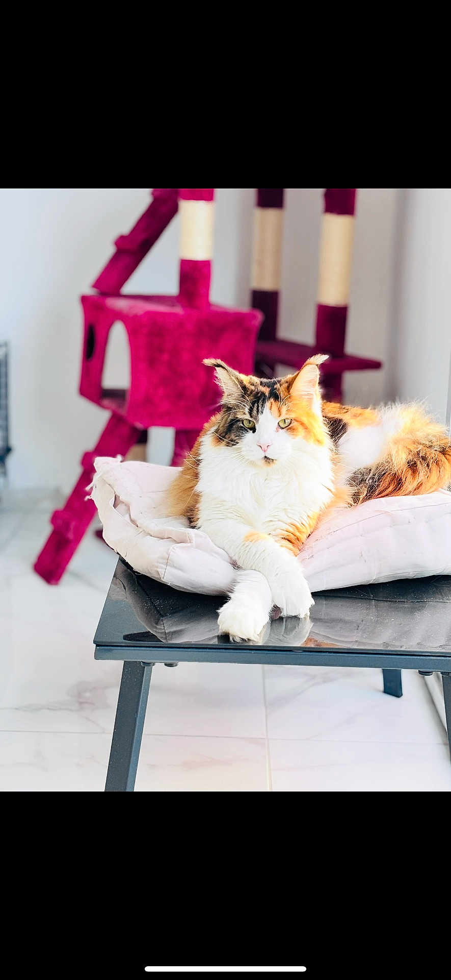 Zouka a rejoint le concours — aidez-le/la à gagner de superbes lots ! cat, calico_cat, feline, pet, cushion, table, indoor, cat_tree, purple_cat_tree, floor, tile_floor, relaxed, looking_at_camera, fur, whiskers, animal, household, domestic, resting, comfortable