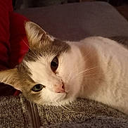 Mimine participe au concours pour gagner de l'argent avec cette photo : cat, feline, pet, whiskers, ears, fur, eyes, nose, close_up, portrait, lap, human_lap, clothing, red_pants, sofa, indoor, cozy, relaxed, domestic_cat, sleepy