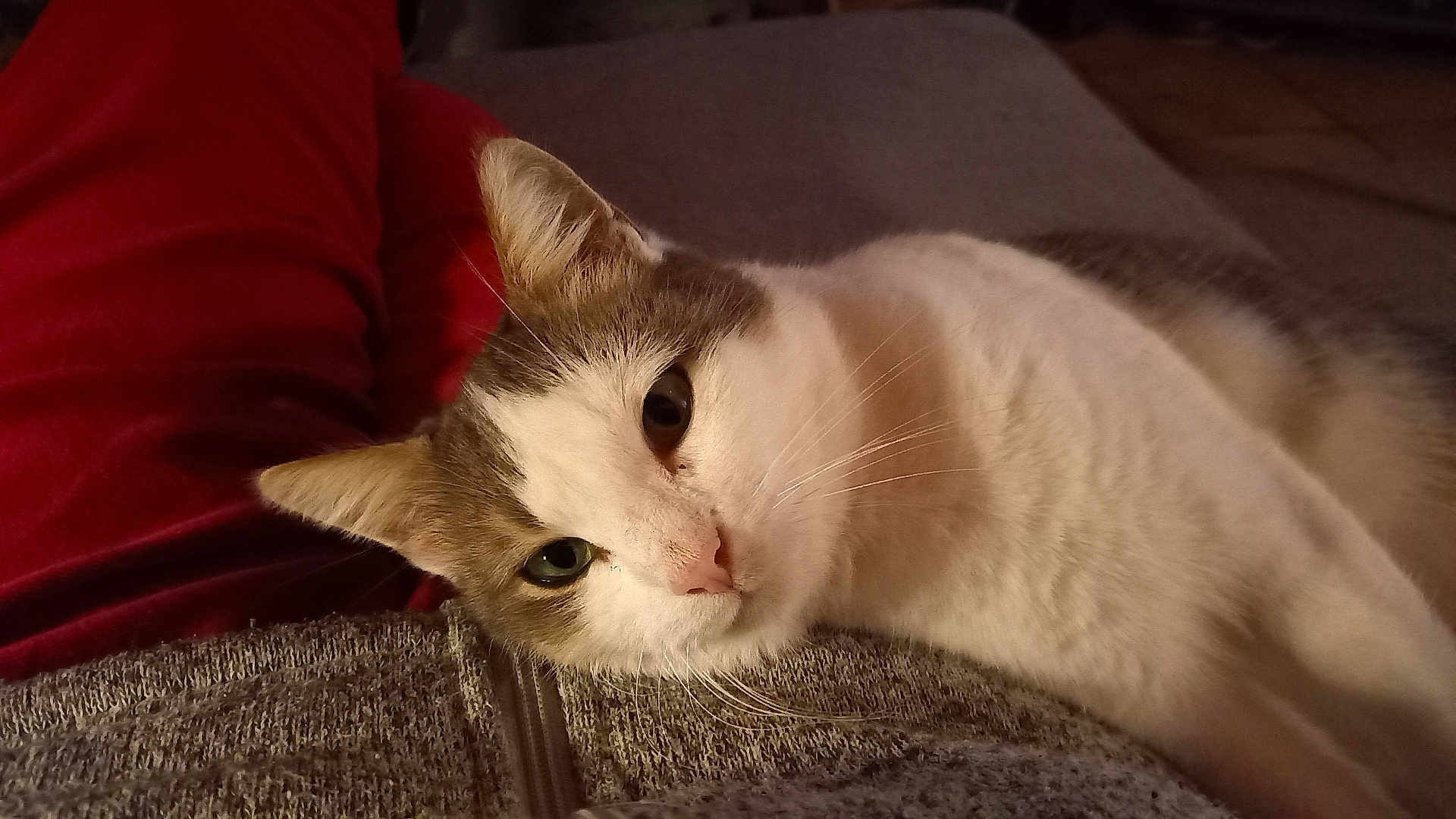 Mimine participe au concours pour gagner de l'argent avec cette photo : cat, feline, pet, whiskers, ears, fur, eyes, nose, close_up, portrait, lap, human_lap, clothing, red_pants, sofa, indoor, cozy, relaxed, domestic_cat, sleepy