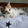 Titi a rejoint le concours — aidez-le/la à gagner de superbes lots ! animal, bed, bedspread, black_star, calico, cat, cozy, curious, cute, feline, fur, indoor, kitten, paws, pet, resting, small, soft_light, white, young