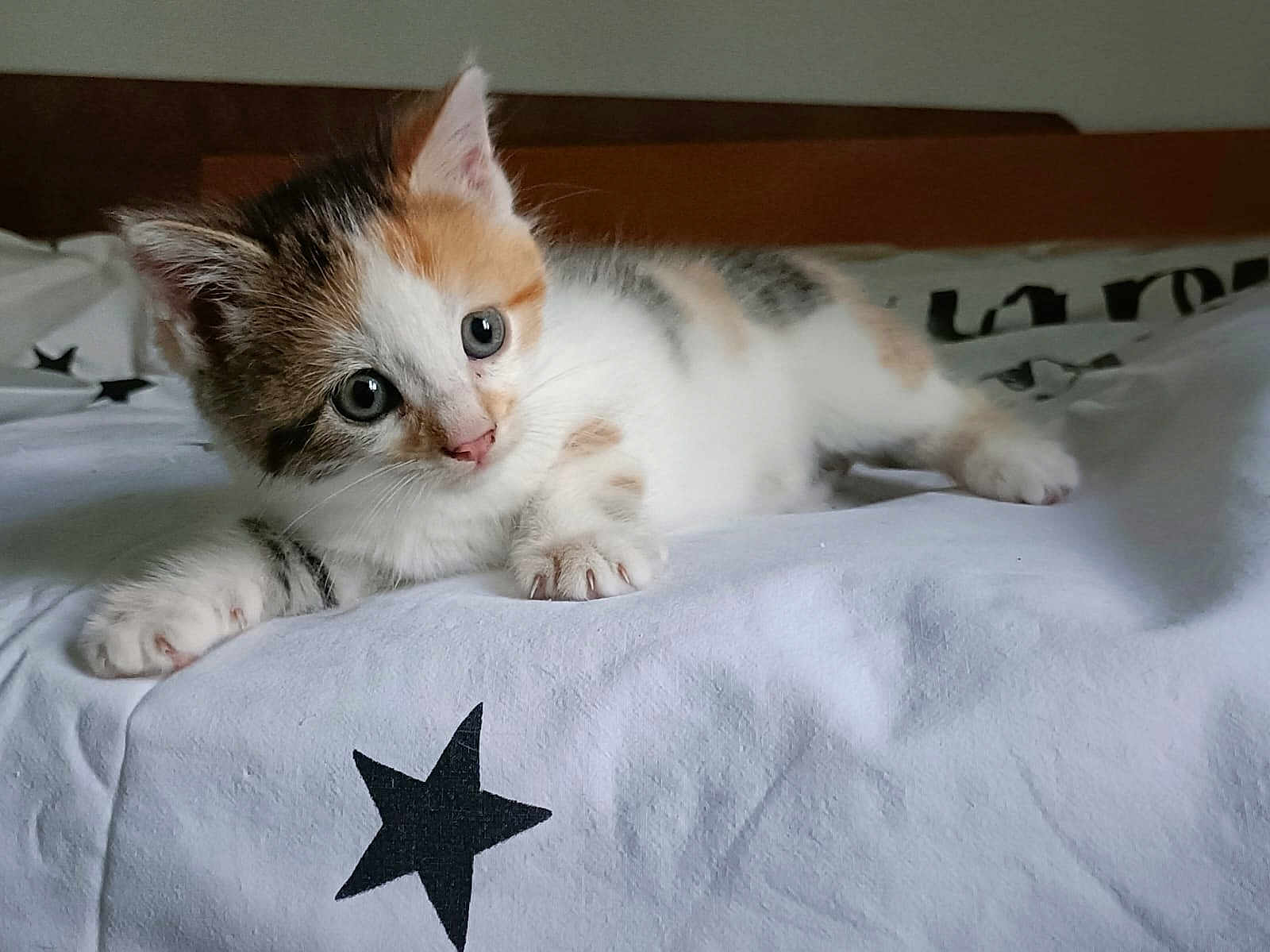 Titi