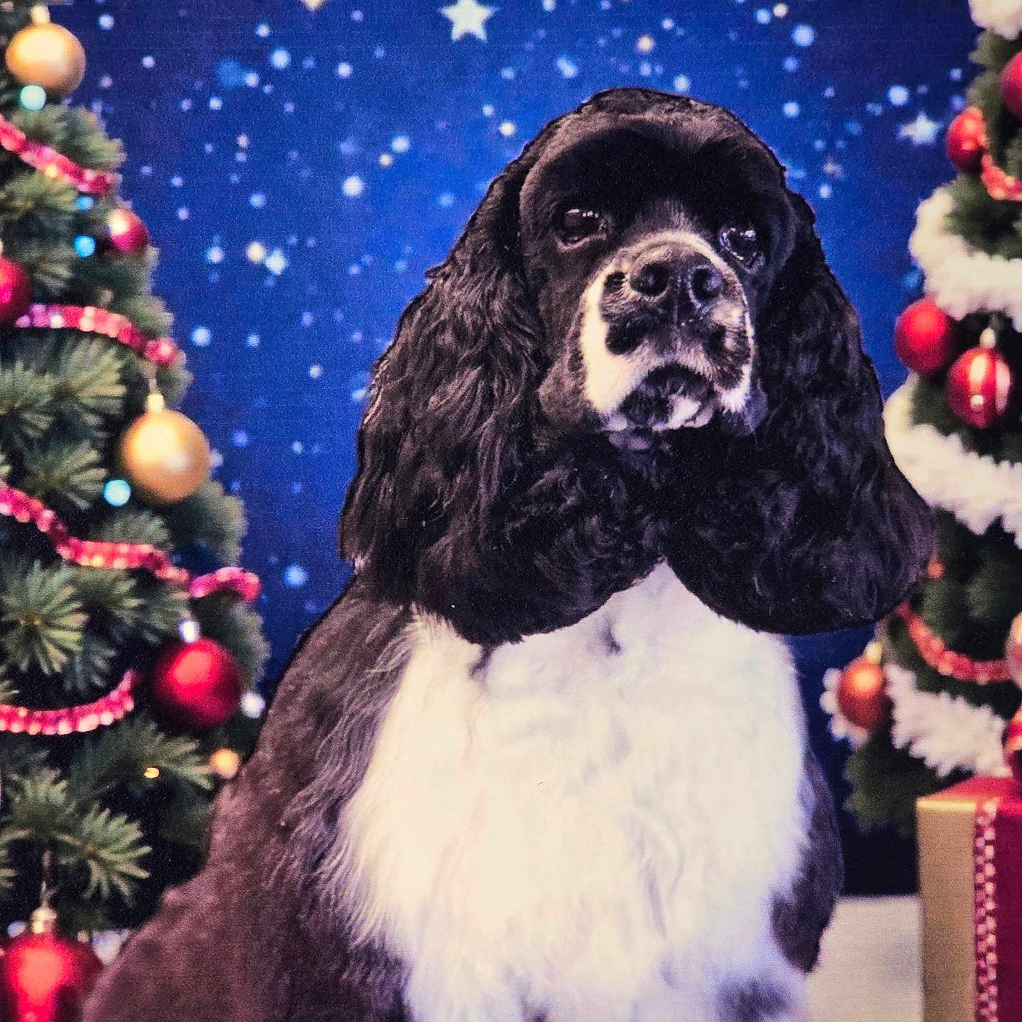 Oliver joined the competition — help win amazing prizes! animal, background, black_and_white, celebration, christmas, christmas_tree, cute, decorations, dog, festive, fur, gift_box, holiday, indoors, ornaments, pet, portrait, seasonal, sitting, starry_background