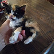 Grimace joined the competition — help win amazing prizes! animal, background, calico, cat, cozy, curious, cute, domestic_animal, feline, food_plate, furry, hand, household, indoor, kitten, pet, small_animal, table, wooden_table, young