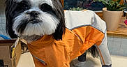 Nitro joined the competition — help win amazing prizes! animal, black_and_white, clothing, countertop, cute, decor, dog, fur, fur_clothing, houseplant, indoor, orange_clothing, pet, plant, portrait, shih_tzu, small_dog, standing, window, window_pane