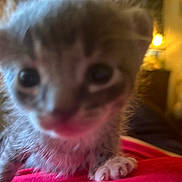 Tiny Diamond joined the competition — help win amazing prizes! animal, blurry, cat, close_up, curious, cute, domestic, eyes, face, feline, fur, furry, indoor, kitten, paw, pet, small, soft, whiskers, young