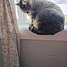 cat, tabby, windowsill, window, curtain, indoor, pet, feline, fur, striped, animal, resting, side_view, daylight, house, cozy, looking_down, whiskers, tail, quiet