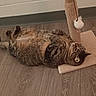 cat, tabby, pet, scratching_post, toy, pom_pom, wooden_floor, indoor, relaxed, lying_down, feline, fur, whiskers, claws, playful, domestic_animal, cute, animal, mammal, resting