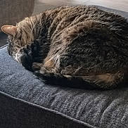 Itty Bitty is registered to the contest to win money with this photo: cat, tabby, sleeping, curled_up, gray_cushion, furniture, indoor, pet, fur, cozy, resting, domestic_animal, floor, shoe, blurred_background, quiet, calm, comfort, relaxation, animal