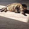 Itty Bitty is registered to the contest to win money with this photo: cat, tabby, sunlight, wooden_floor, indoor, pet, relaxed, sleeping, feline, striped, whiskers, paw, shadow, daylight, animal, mammal, cute, domestic, resting, cozy
