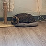 Itty Bitty joined the competition — help win amazing prizes! cat, tabby, sleeping, pet_bed, scratching_post, indoor, floor, curtain, wall, charger, cord, relaxing, wood_floor, cozy, animal, feline, resting, quiet, domestic, cute