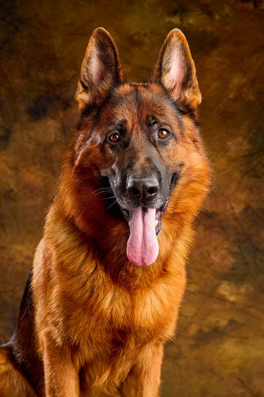 Eliott participe au concours pour gagner de l'argent avec cette photo : canidae, carnivore, dog, dog_breed, east_european_shepherd, eye, fawn, german_shepherd_dog, king_shepherd, snout, sporting_group, terrestrial_animal, wildlife, working_animal, working_dog