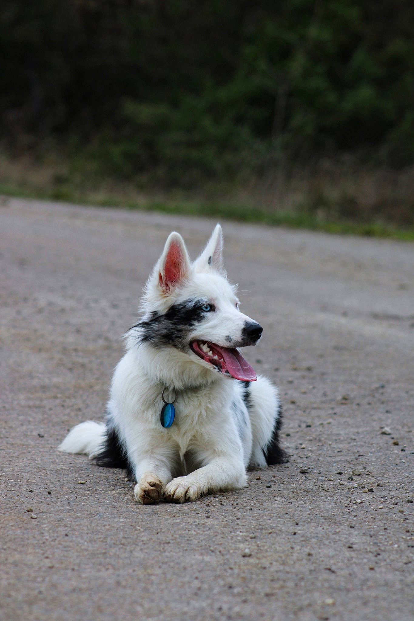 Utah a rejoint le concours — aidez-le/la à gagner de superbes lots ! asphalt, canidae, carnivore, collar, companion_dog, cone, dog, dog_breed, dog_supply, fawn, grass, non_sporting_group, road_surface, snout, sporting_group, tail, working_dog