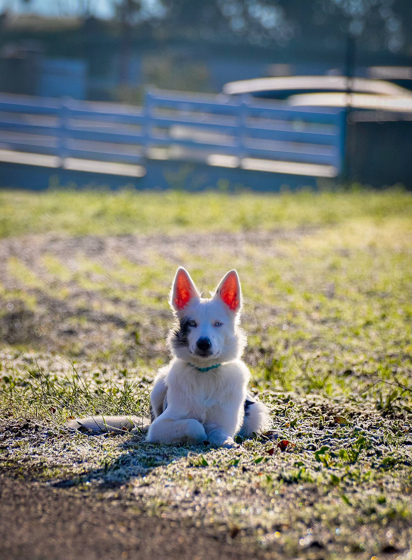 Utah participe au concours pour gagner de l'argent avec cette photo : asphalt, canidae, carnivore, companion_dog, dog_breed, fawn, felidae, grass, human_body, landscape, plant, sky, small_to_medium_sized_cats, soil, sporting_group, tail, terrestrial_animal, tree, whiskers, wood