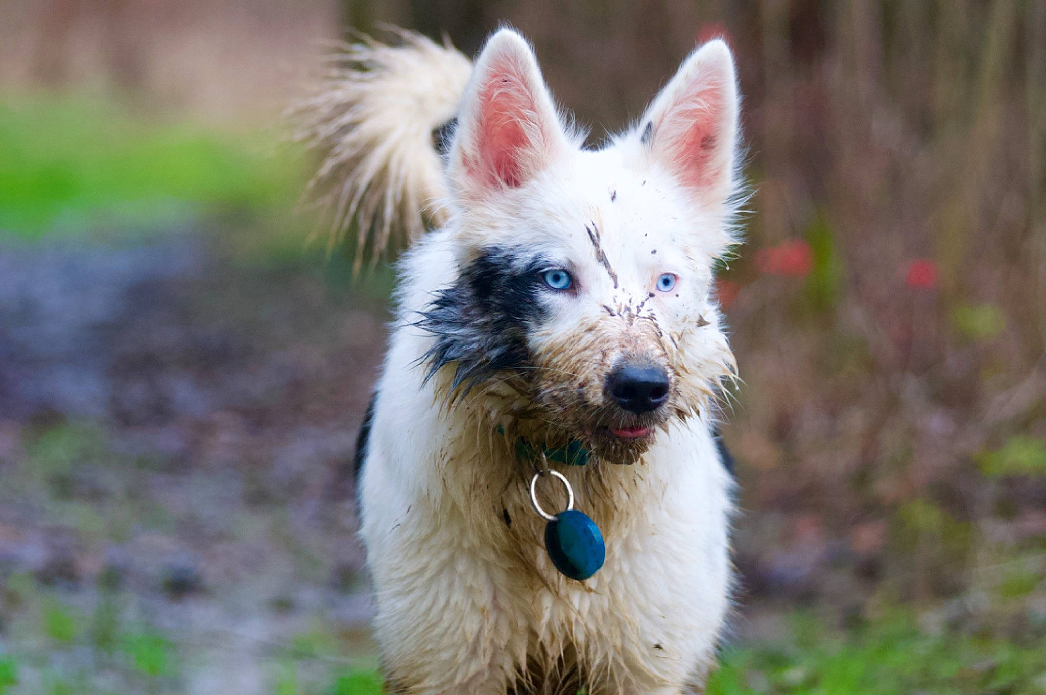 Utah participe au concours pour gagner de l'argent avec cette photo : canidae, carnivore, collar, companion_dog, dog, dog_breed, dog_collar, dog_supply, electric_blue, fur, grass, plant, small_terrier, snout, sporting_group, terrestrial_animal, terrier, whiskers, working_animal, working_dog
