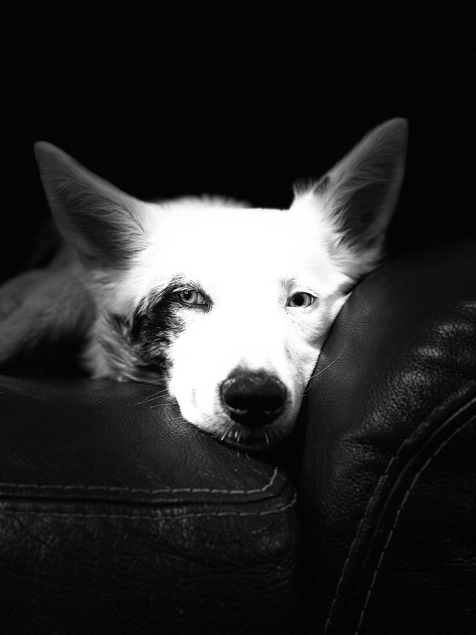 Utah a rejoint le concours — aidez-le/la à gagner de superbes lots ! canidae, carnivore, companion_dog, darkness, dog, dog_breed, ear, flash_photography, fur, monochrome, monochrome_photography, non_sporting_group, snout, sporting_group, tints_and_shades, whiskers