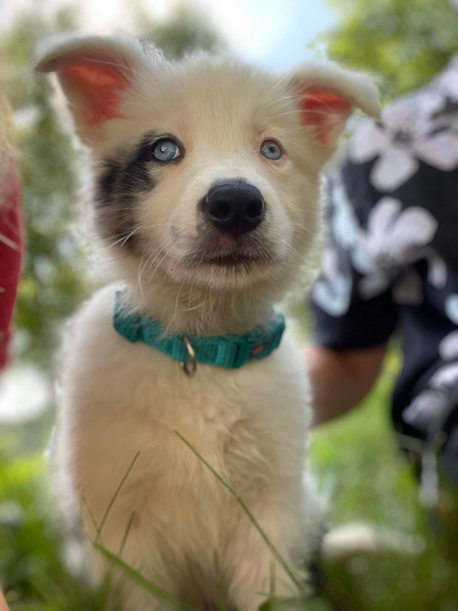 Utah a rejoint le concours — aidez-le/la à gagner de superbes lots ! canidae, carnivore, chihuahua, collar, companion_dog, dog, dog_breed, dog_clothes, dog_collar, dog_supply, fawn, fur, grass, leash, snout, sporting_group, terrestrial_animal, toy_dog, whiskers, working_animal