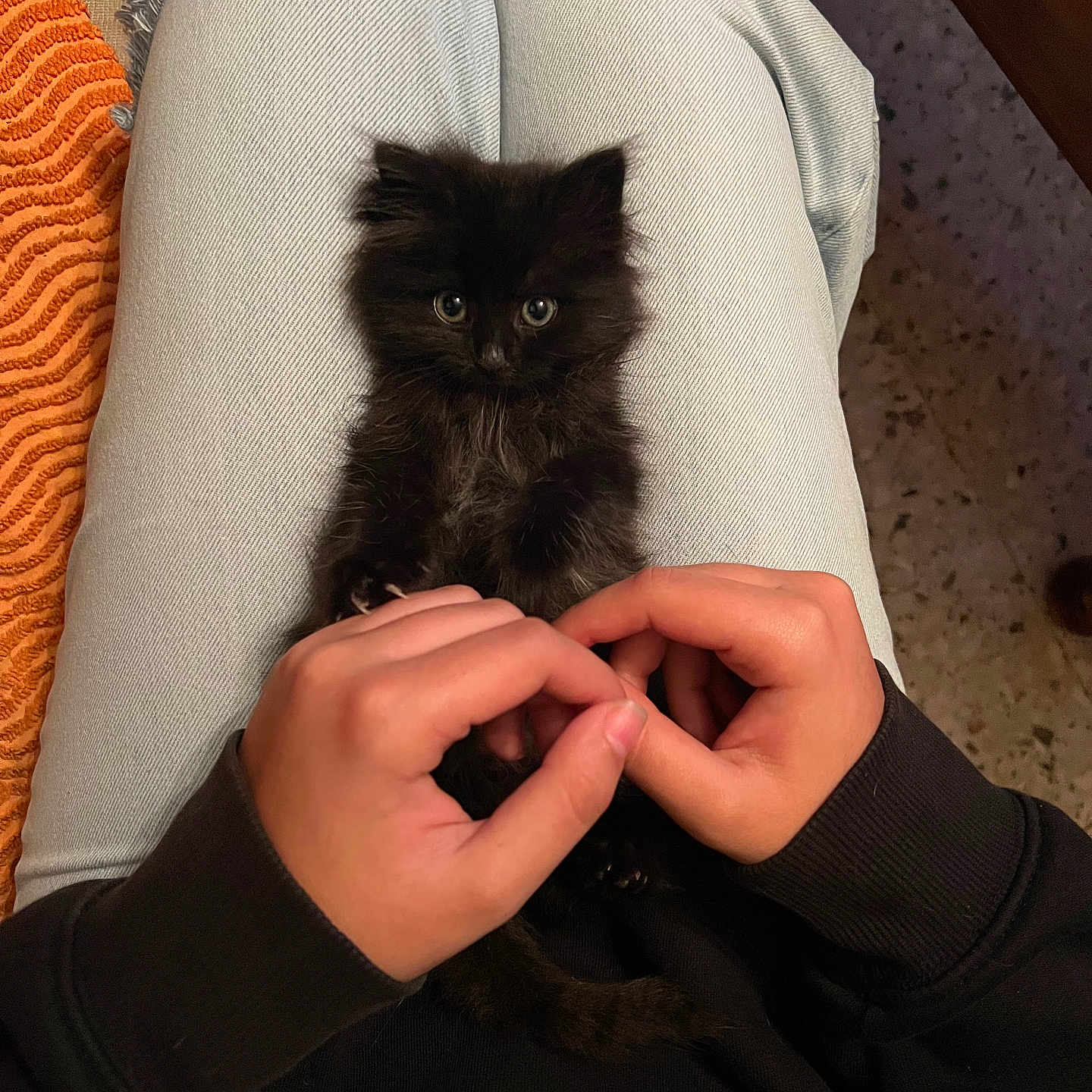 Chouqette participe au concours pour gagner de l'argent avec cette photo : accessories, animal, blanket, bodypart, cat, chair, couch, face, finger, furniture, hand, head, jewelry, kitten, manx, person, pet, photography, ring, symbol