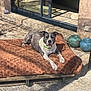 dog, pet, outdoor, sunbathing, cushion, patio, sliding_glass_door, reflection, ceramic_pots, stone_floor, collar, wooden_pallet, lounging, sunlight, shadow, blanket, backyard, house, floor_tiles, relaxed