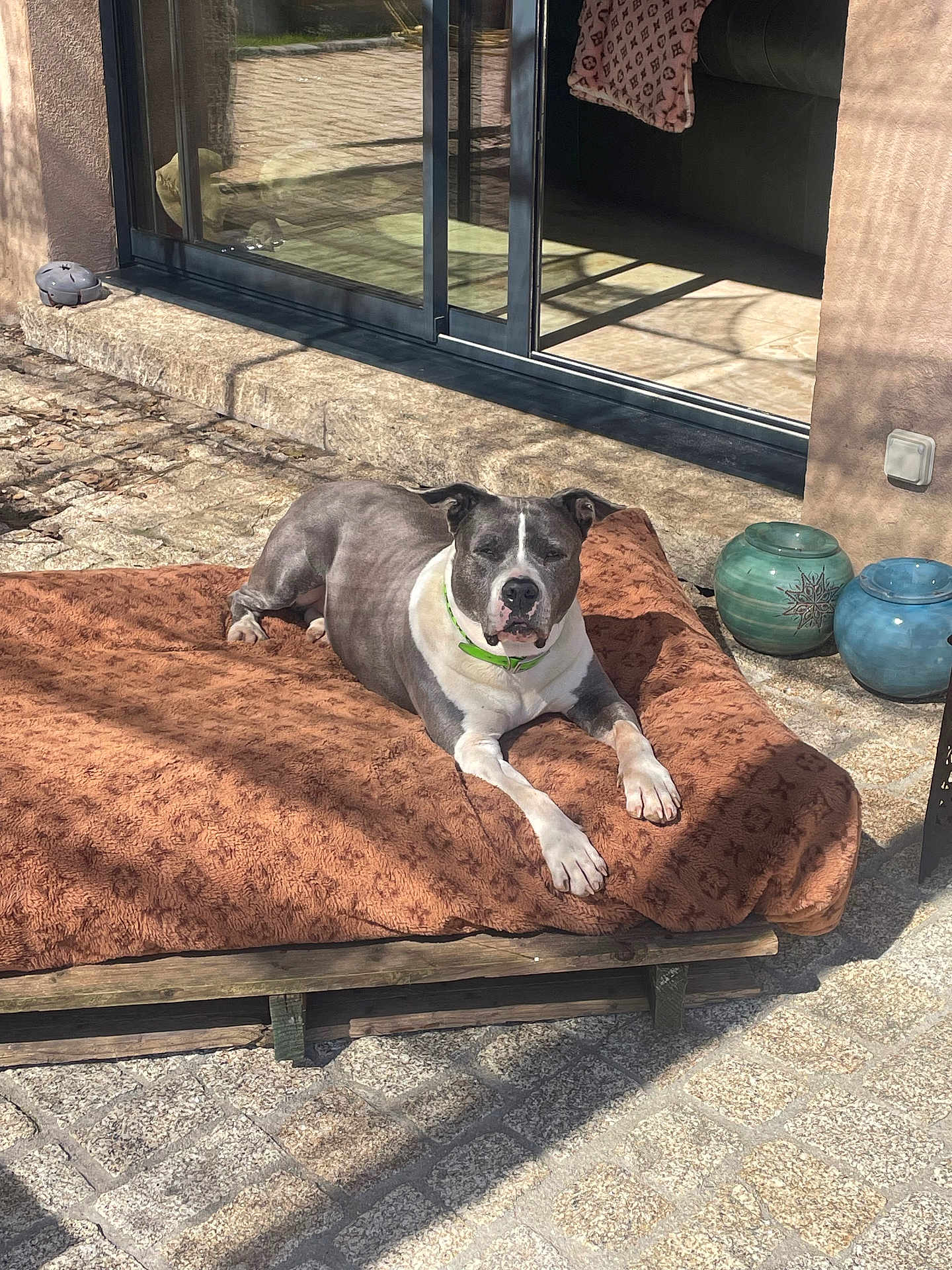 Nanga a rejoint le concours — aidez-le/la à gagner de superbes lots ! dog, pet, outdoor, sunbathing, cushion, patio, sliding_glass_door, reflection, ceramic_pots, stone_floor, collar, wooden_pallet, lounging, sunlight, shadow, blanket, backyard, house, floor_tiles, relaxed