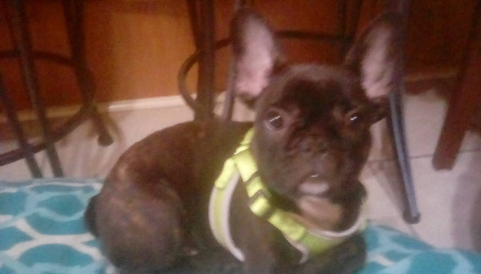 Jasper joined the competition — help win amazing prizes! american_pit_bull_terrier, boston_terrier, canidae, carnivore, companion_dog, dog, dog_breed, ear, fawn, french_bulldog, mammal, non_sporting_group, pit_bull, snout, sporting_group, vertebrate