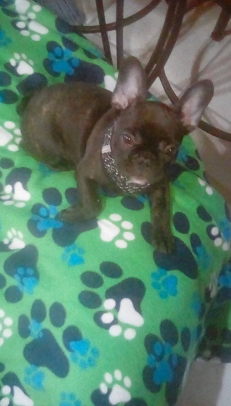 Jasper joined the competition — help win amazing prizes! canidae, carnivore, chihuahua, companion_dog, dog, dog_breed, fawn, french_bulldog, liver, mammal, non_sporting_group, puppy, snout, sporting_group, toy_dog