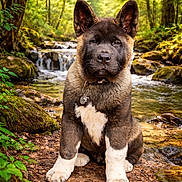 Donnie is registered to the contest to win money with this photo: akita, brown_fur, collar, dog, foliage, forest, moss, nature, paws, portrait, puppy, rocks, sitting, stream, sunlight, tag, trail, trees, waterfall, white_fur