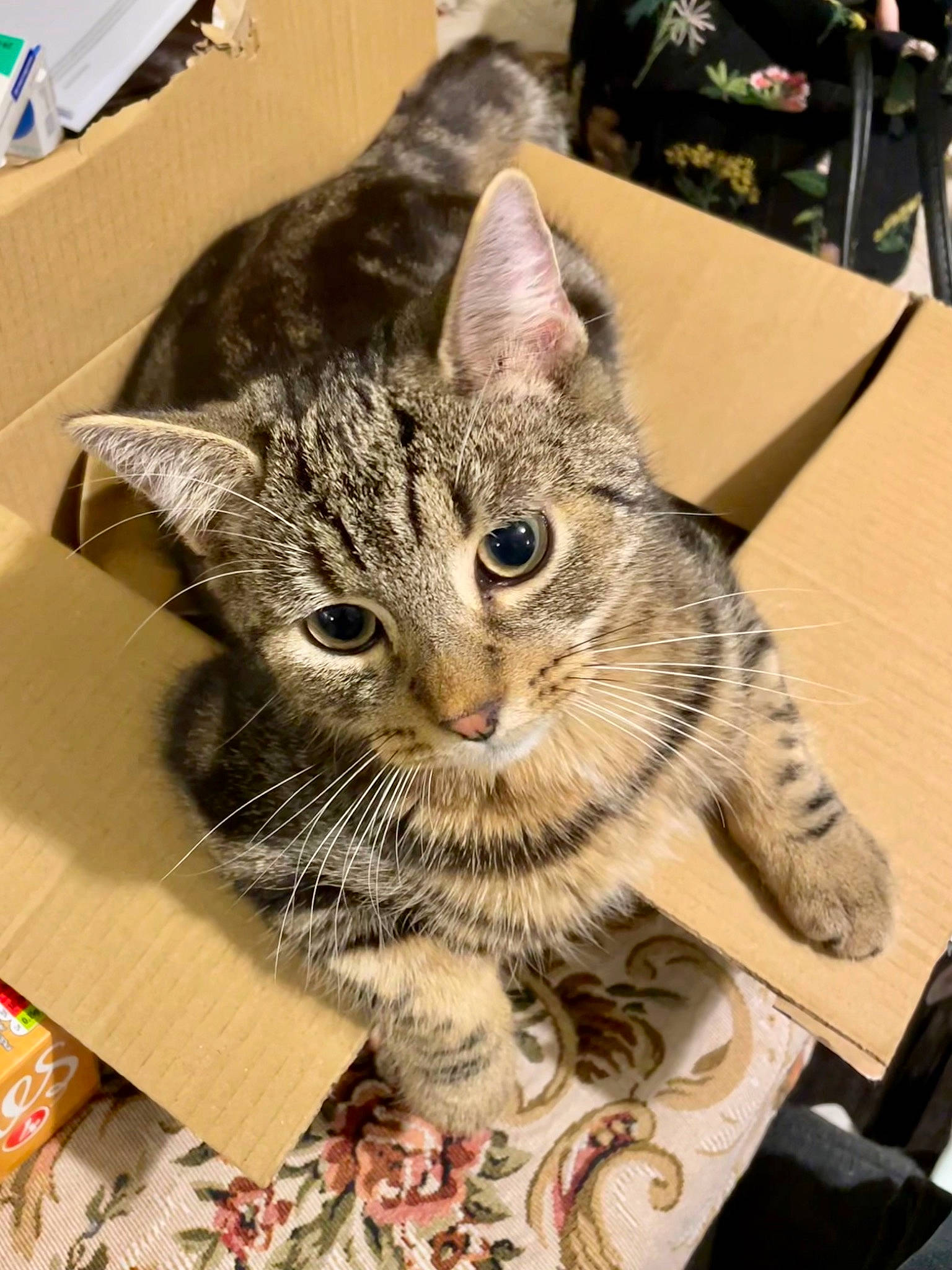 Bertie joined the competition — help win amazing prizes! box, carnivore, cat, claw, domestic_short_haired_cat, ear, felidae, fur, paw, small_to_medium_sized_cats, snout, whiskers