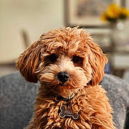 Milo is registered to the contest to win money with this photo: dog, puppy, curly_fur, brown, pet, indoor, collar, tag, chair, portrait, cute, fluffy, animal, domestic_animal, furniture, closeup, face, looking_at_camera, young, companion