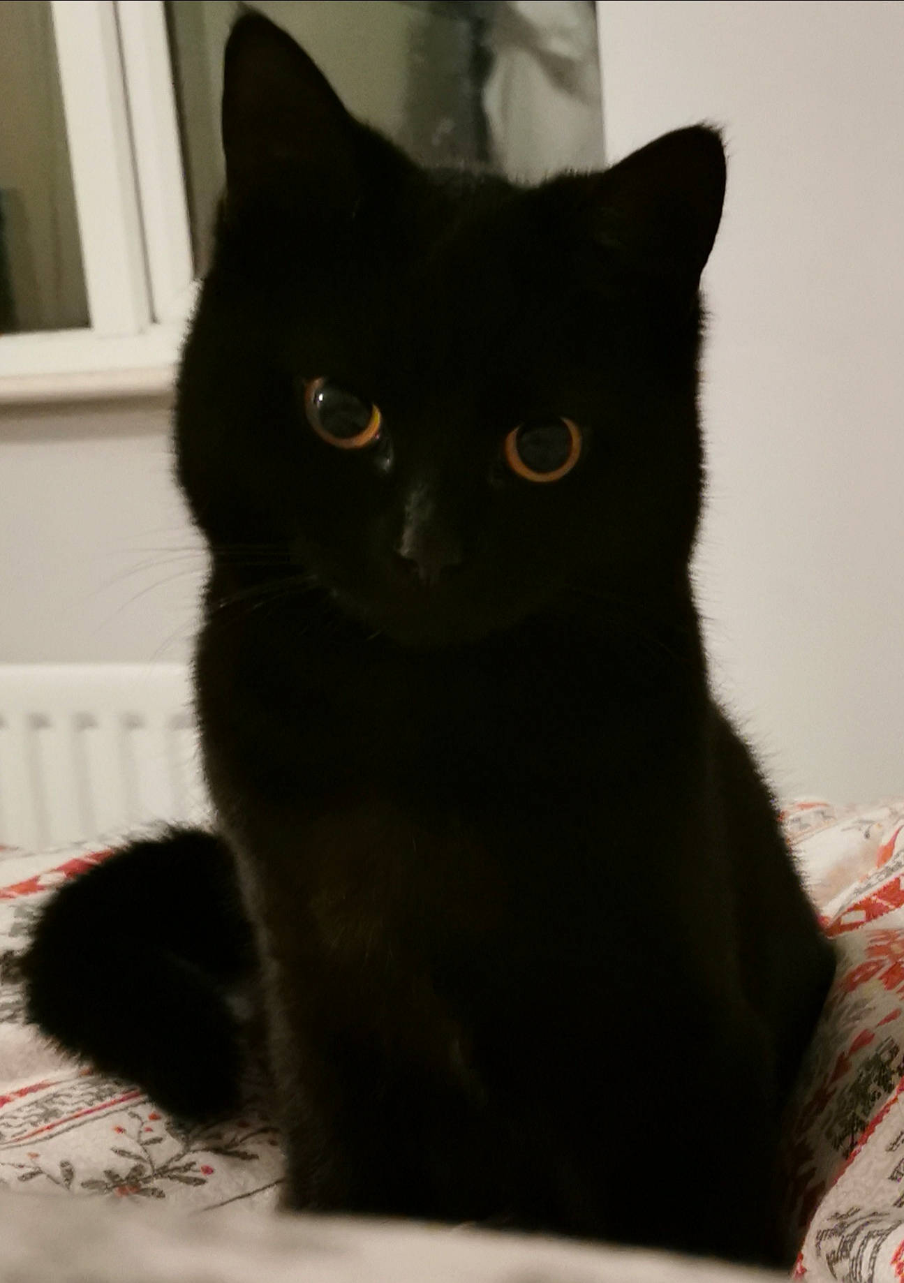 June joined the competition — help win amazing prizes! asian, black, black_cat, bombay, british_shorthair, carnivore, cat, chartreux, domestic_short_haired_cat, ear, eye, felidae, fur, kitten, mammal, small_to_medium_sized_cats, snout, tail, whiskers