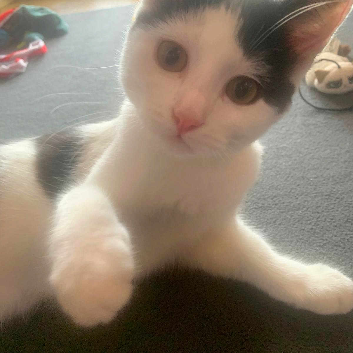 Dora