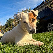 London participe au concours pour gagner de l'argent avec cette photo : dog, grass, outdoor, blue_sky, sunlight, house, car, pet, animal, nature, canine, relaxing, daytime, greenery, fur, ears, snout, paw, leisure, backyard