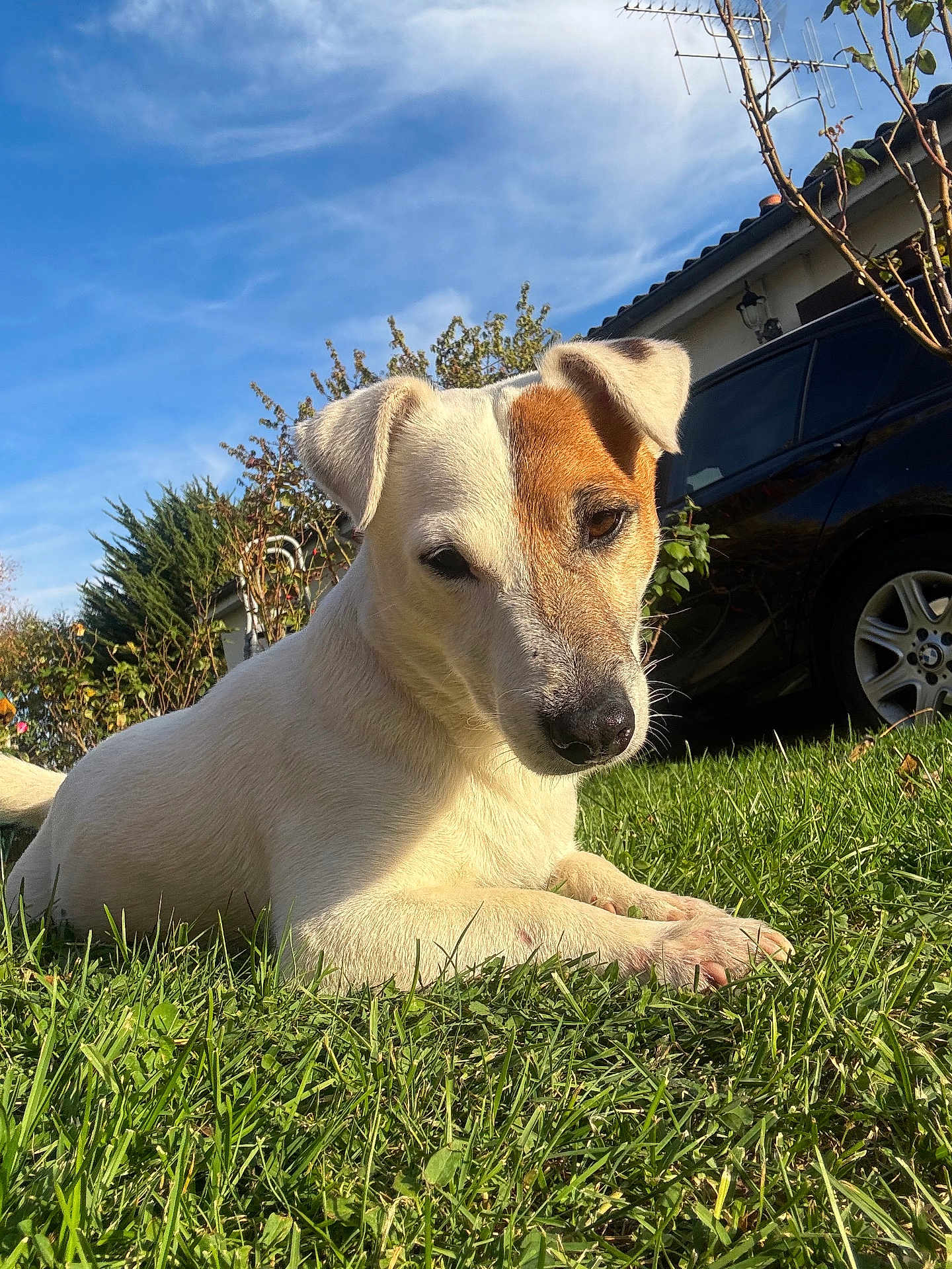 London participe au concours pour gagner de l'argent avec cette photo : dog, grass, outdoor, blue_sky, sunlight, house, car, pet, animal, nature, canine, relaxing, daytime, greenery, fur, ears, snout, paw, leisure, backyard