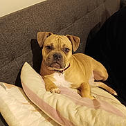 Vaïca participe au concours pour gagner de l'argent avec cette photo : animal, canine, collar, companion, couch, cozy, dog, domestic_animal, fur, furniture, home, indoor, looking, pet, pillow, portrait, relaxed, resting, seated, tan_dog