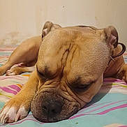 Vaïca participe au concours pour gagner de l'argent avec cette photo : dog, sleeping, bed, striped_bedspread, wrinkles, brown_fur, paw, indoor, closeup, pet, canine, resting, snout, ears, napping, collar, cute, animal, fur, relaxed