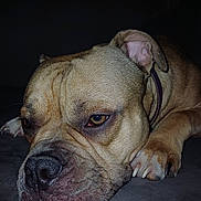 Vaïca a rejoint le concours — aidez-le/la à gagner de superbes lots ! animal, brown_fur, canine, close_up, collar, dog, expression, face, fur_texture, indoors, lying_down, muzzle, nail, paw, pet, portrait, relaxed, resting, sleepy, whiskers